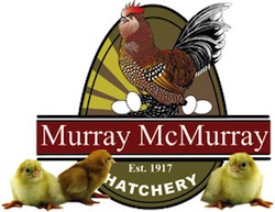 murray-mcmurray